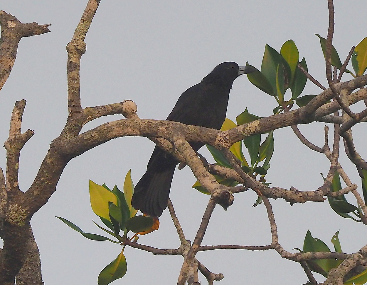 image Black Butcherbird